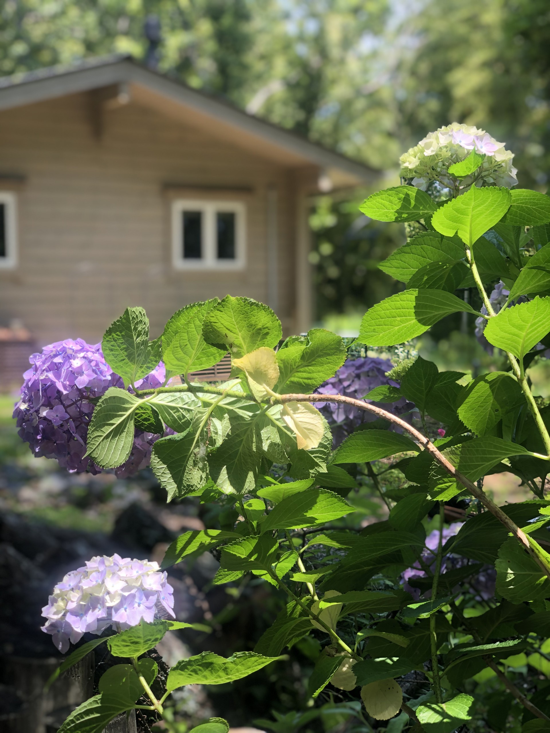 家の名前 ログハウスのtalo